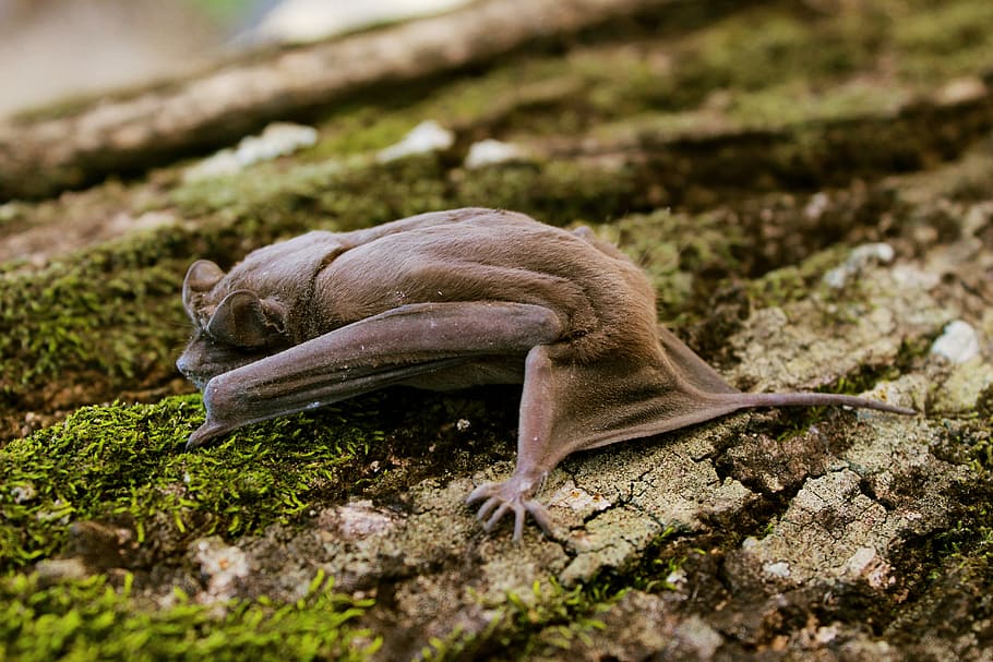 close-up photography of bat, bark, animal, wings, nature, wildlife HD wallpaper