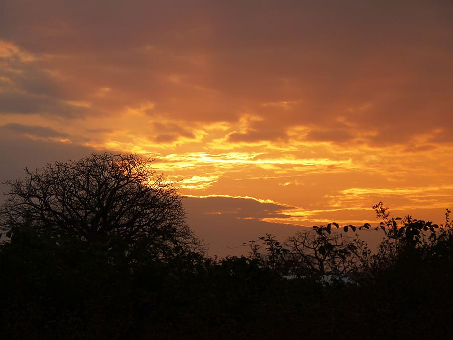 sunset, sky, orange, clouds, tree, afternoon, nature, colors HD wallpaper