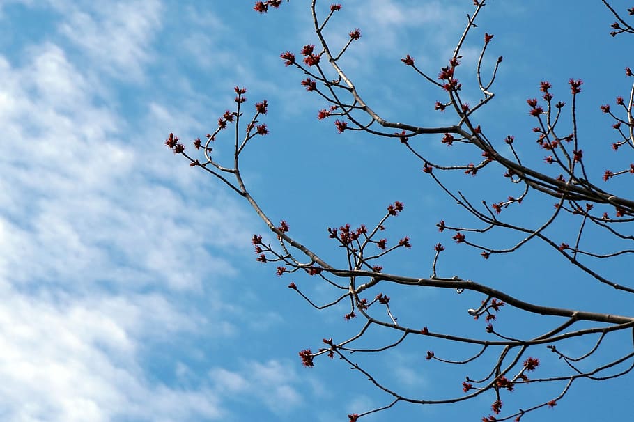 nature, spring, tree, sprout, sky, low angle view, branch, beauty in nature HD wallpaper