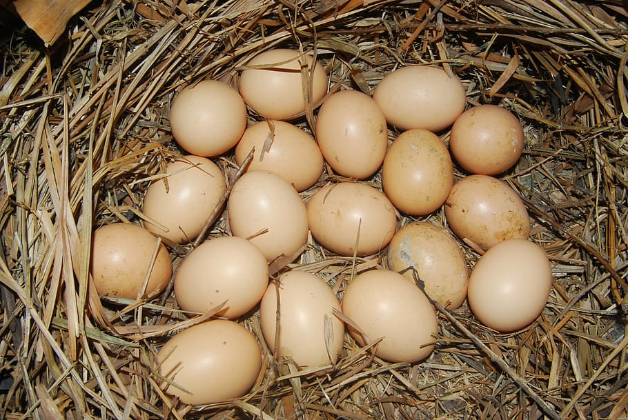 eggs, chicken, protein, brown egg, cooking, nutrition, animal nest HD wallpaper