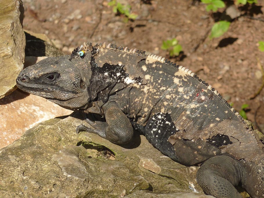 Iguana, Roatan, Lizard, Reptile, Dragon, honduras, wildlife HD wallpaper