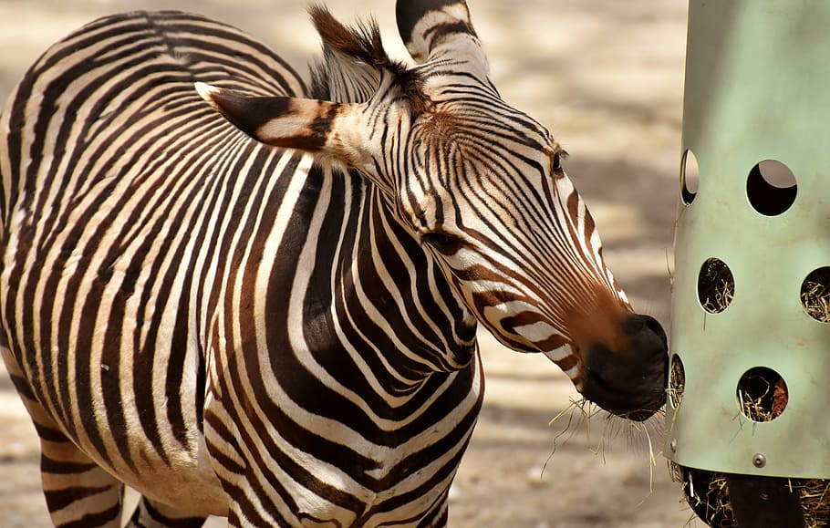 Okapi near container, zebra, wild animal, zoo, eat, feeding, africa, HD wallpaper