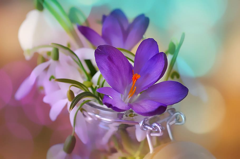 purple crocus flower and white spring snowflake flowers in clear glass canister, HD wallpaper