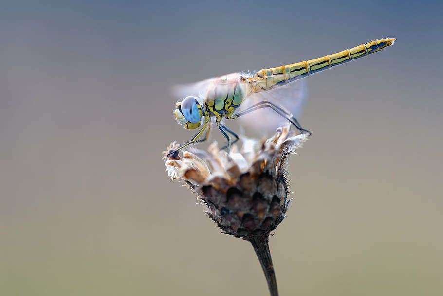 close-up photography of green dragonfly on petaled flower, early heath dragonfly HD wallpaper