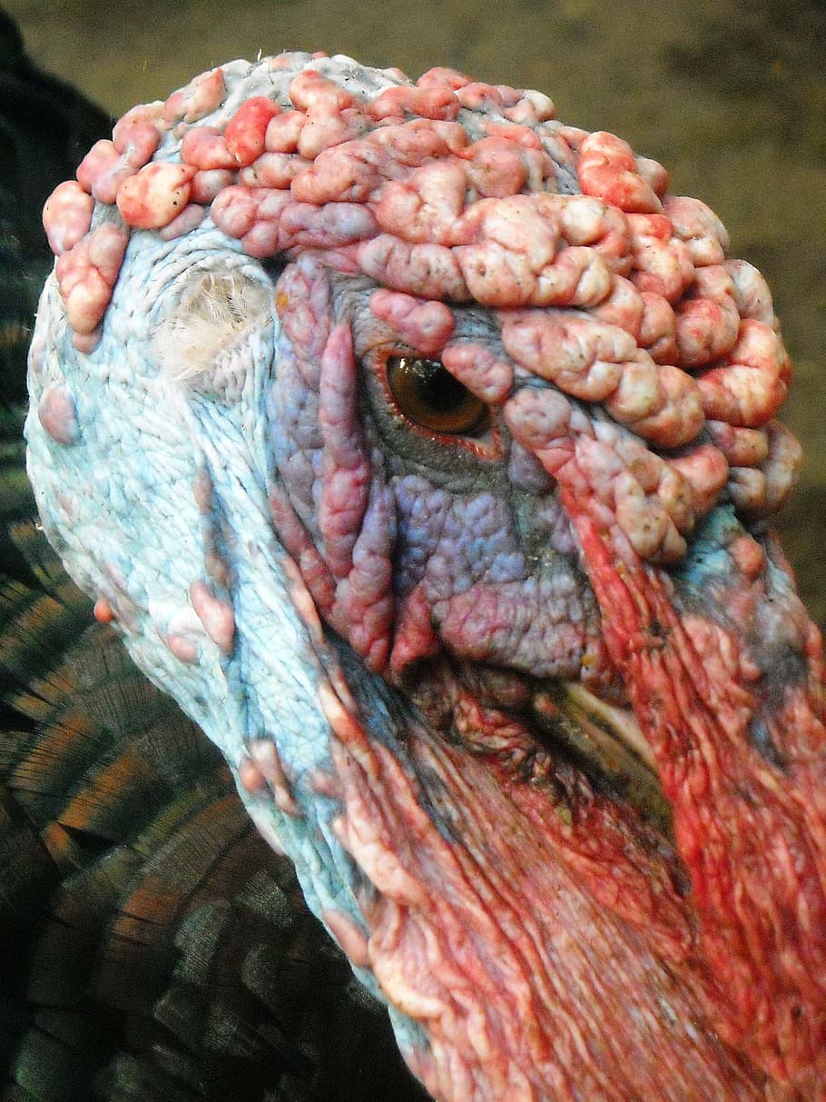 head, chicken, turkey, males, poultry, animal themes, one animal HD wallpaper