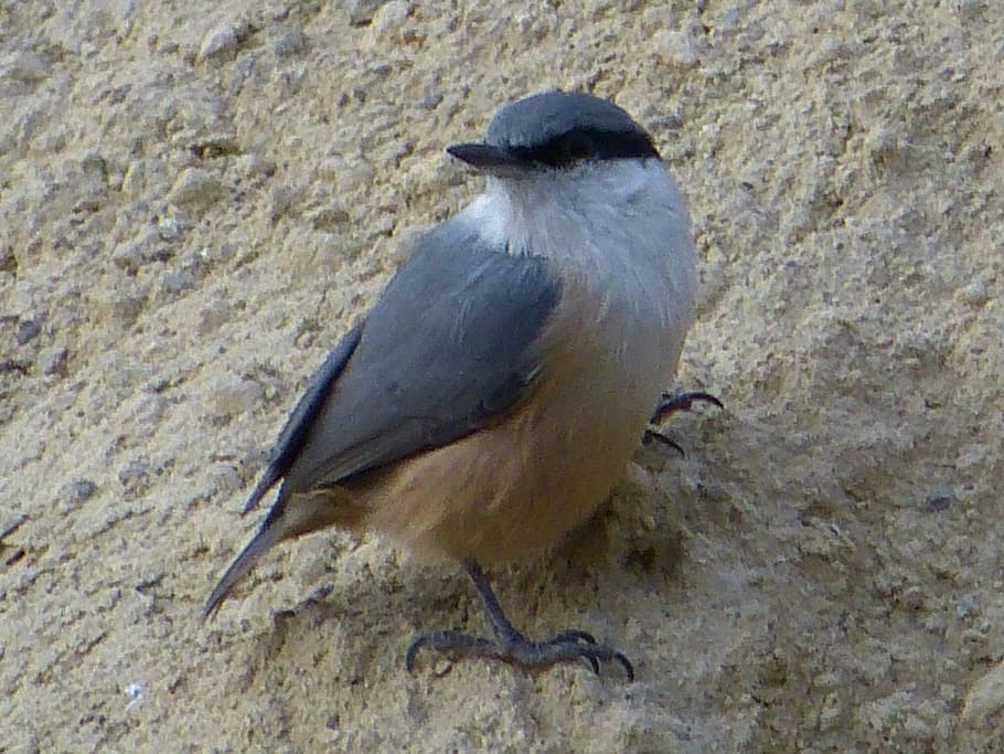 kleiber, young, small, stone wall, bird, young bird, young animal HD wallpaper