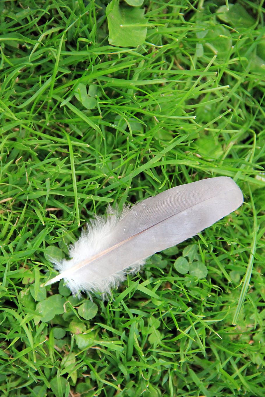 meadow, grass, green, feather, duck feather, green color, plant HD wallpaper