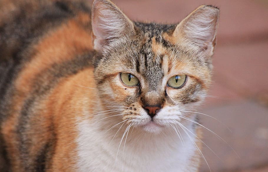 cat, face, old, portrait, feline, cute, domestic, kitten, head HD wallpaper
