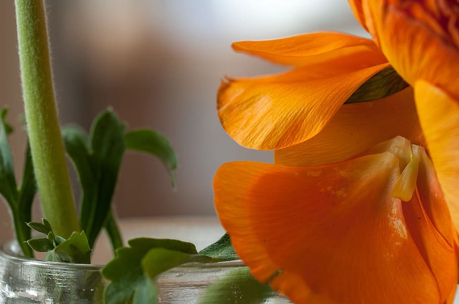 Ranunculus, Flower, Spring, Blossom, bloom, macro, petals, ranunculus flower HD wallpaper