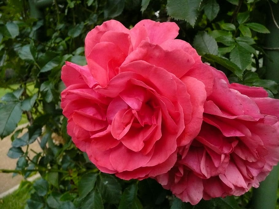 Rose, Pink, Summer, flower, petal, nature, peony, growth, plant HD wallpaper