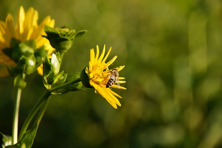 Cup Plant, Bee, Blossom, by growing cup plant, bloom, yellow HD wallpaper