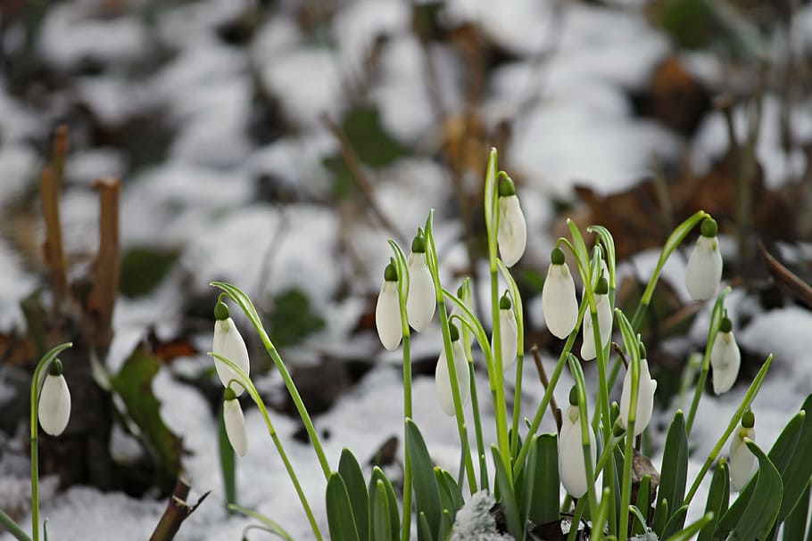 shallow focus of green leafed plant, snowdrop, cold, spring HD wallpaper