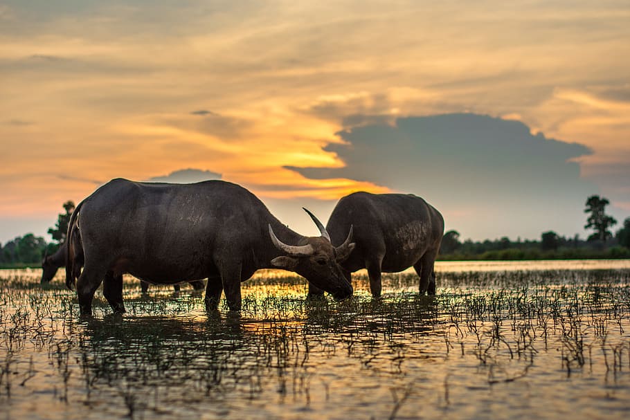 two black water buffalos standing on body of water during golden hour, HD wallpaper