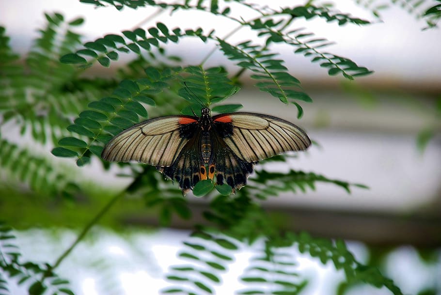 Black, Butterfly, White, Insect, red, colorful, wings, single HD wallpaper