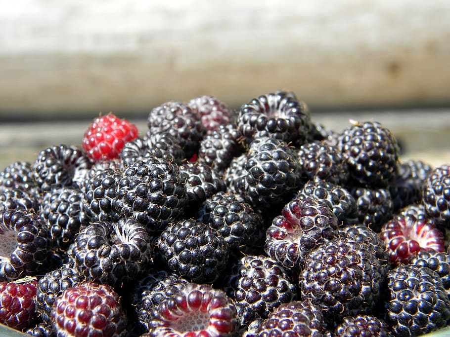 raspberry, black raspberry, ripe raspberry, black berries, harvest HD wallpaper
