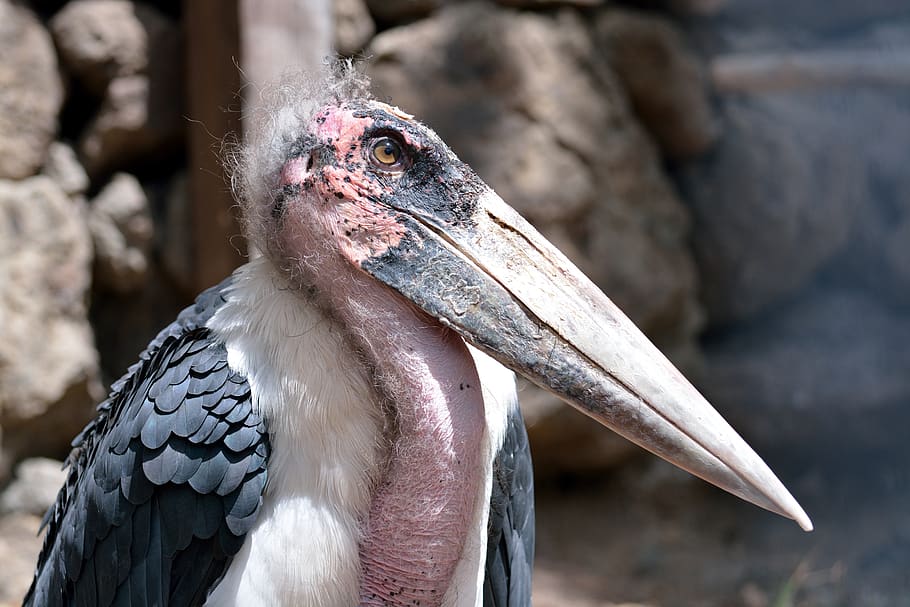 marabu, bird, zoo, animal themes, one animal, vertebrate, focus on foreground HD wallpaper