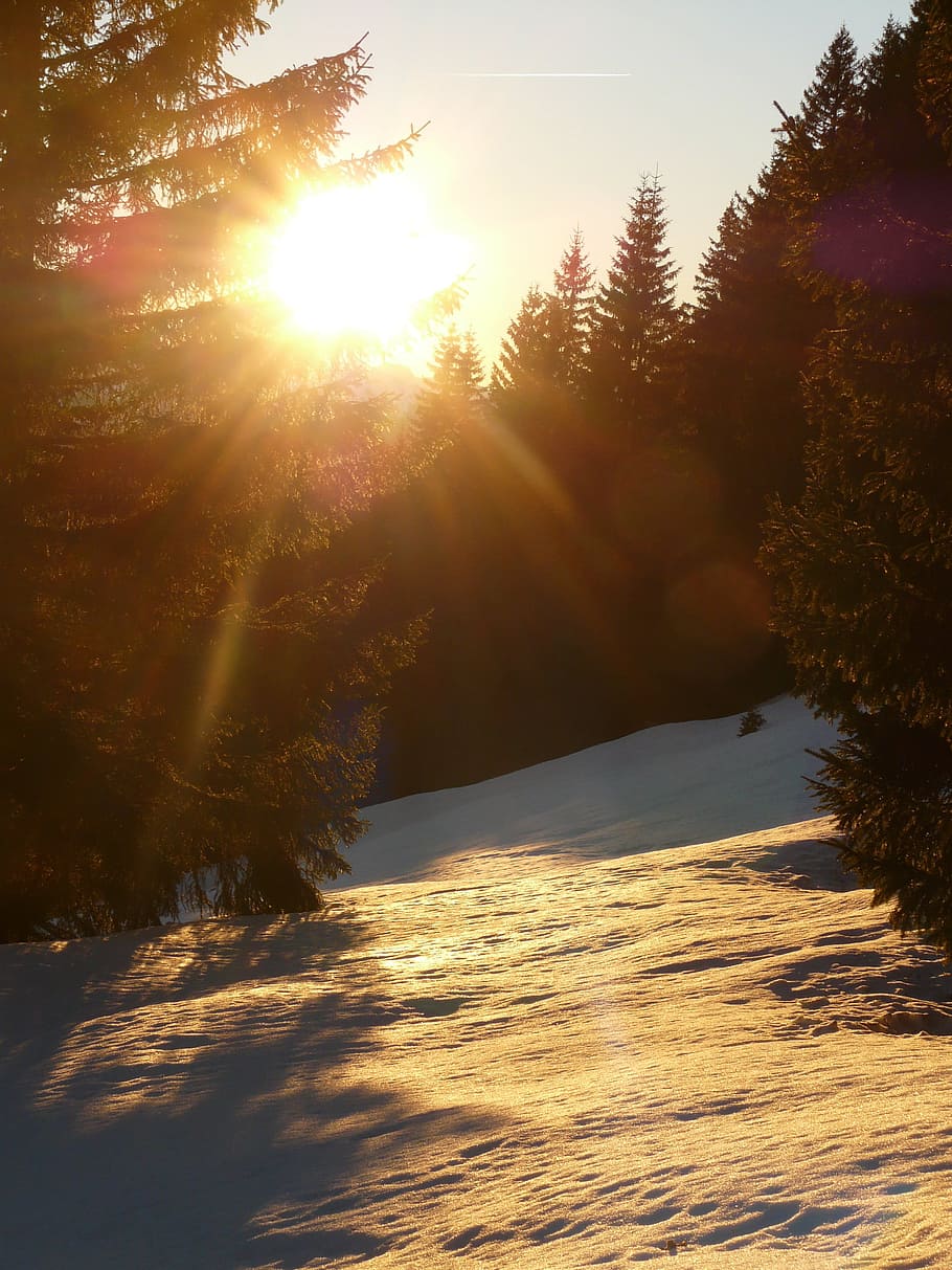 snow, winter, wintry, back light, golden, sun, tree, forest HD wallpaper