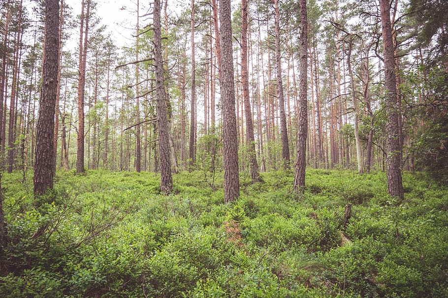 forest during daytime, photo of tall green leafed trees, foliage HD wallpaper