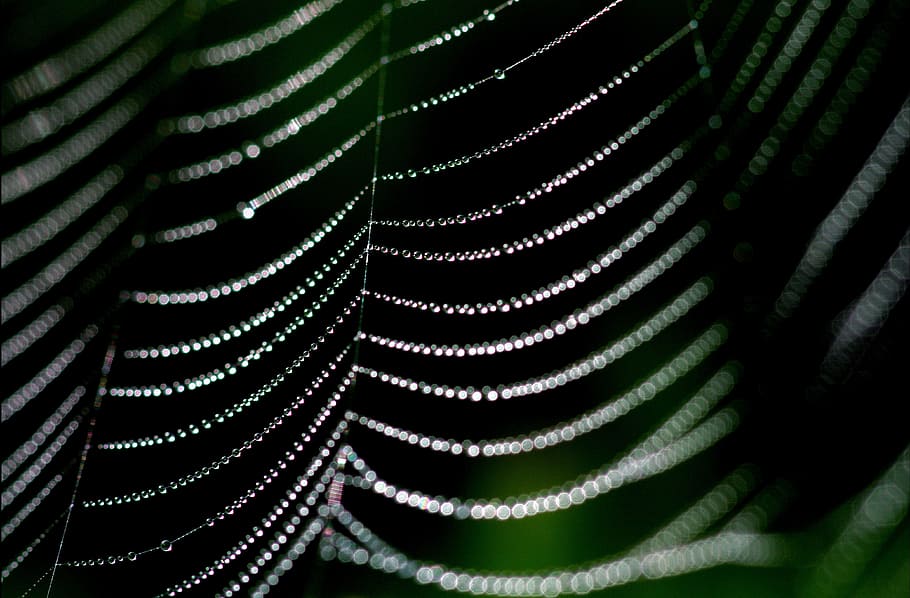 spider web, dew, nature, morning, water, drop, cobweb, net HD wallpaper