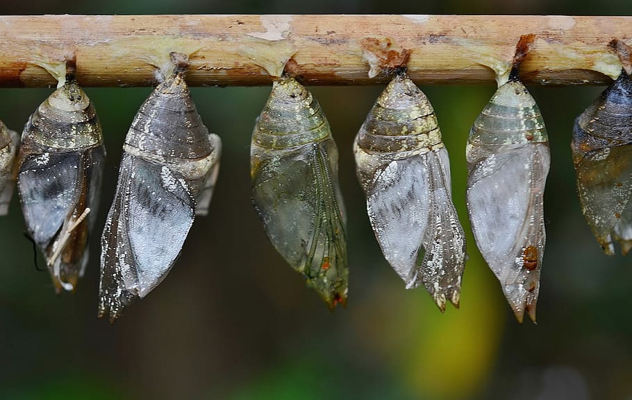 Cocoons, Larva, Insect, larvae, insect larvae, macro, nature HD wallpaper