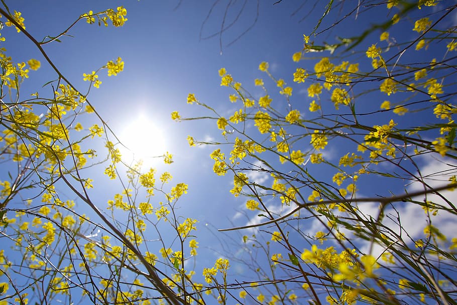 low angle photography of yellow petaled flowers, low angle photo of yellow flowers and sun bright light HD wallpaper