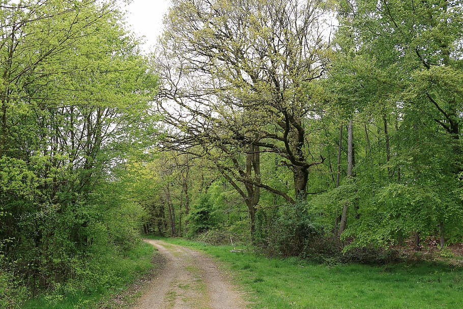 Forest, Tree, Away, Path, Nature, forest path, park, plant HD wallpaper
