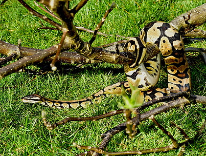 snake, python, ball python, cute, constrictor, boa, beauty HD wallpaper