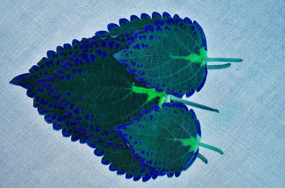 brown-and-green leaves on blue clotch, heart, leaf, nature HD wallpaper