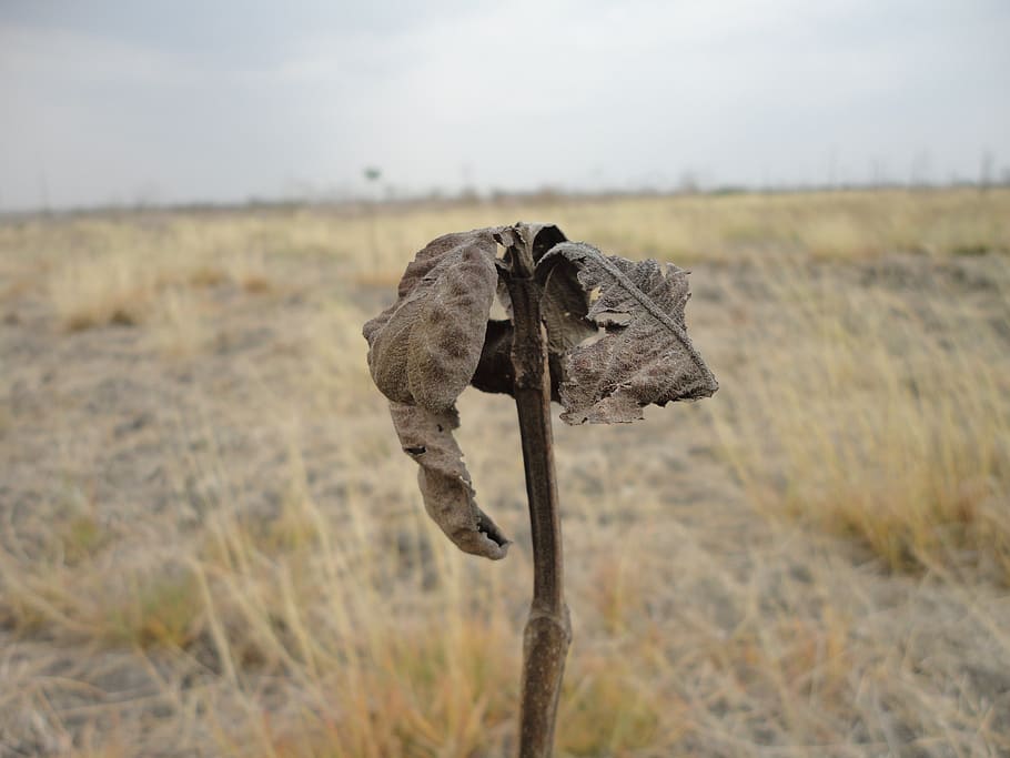 teak, drought, tree, forest, nature, landscape, drying, field HD wallpaper