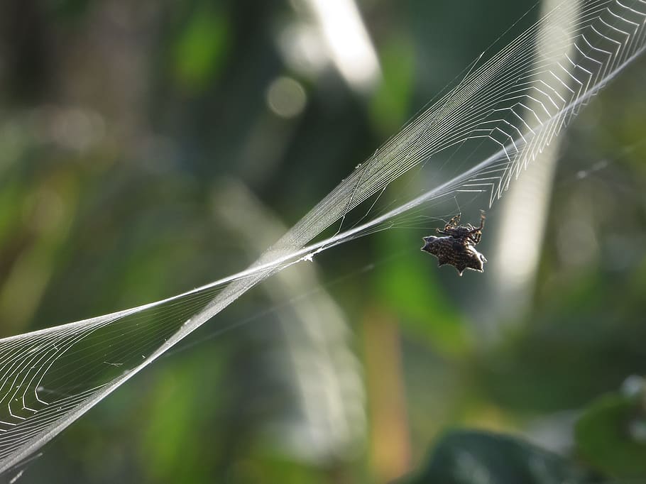 insect, spider, weaving, macro, armenia, focus on foreground HD wallpaper
