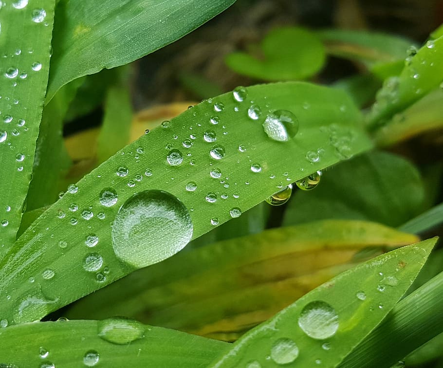 Grass, Wet, Water, Droplets, Beads, beading, rain, green, nature HD wallpaper