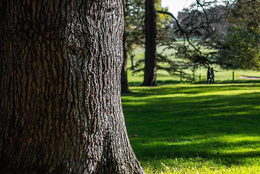 nature, tree, natural, forest, green, light, bright, season HD wallpaper