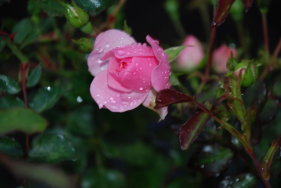 Roses, Pink, Dew, Drops, Water, Droplets, tiny, small, blooms HD wallpaper