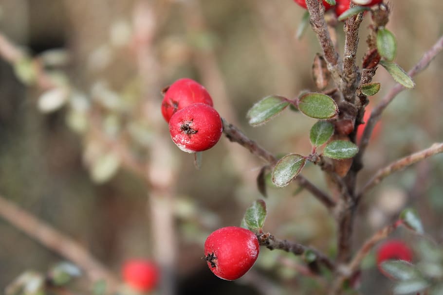 Cotoneaster, Berries, Winter, Plants, shrub, foliage, nature HD wallpaper