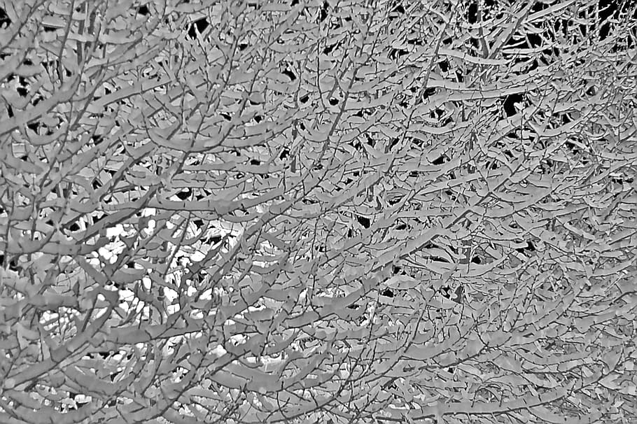 snow, winter, tree, branches, white, cold, backgrounds, pattern HD wallpaper