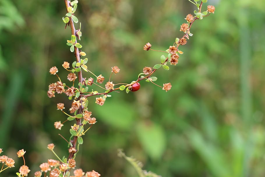 ladybug, insect, spring, plant, growth, focus on foreground HD wallpaper