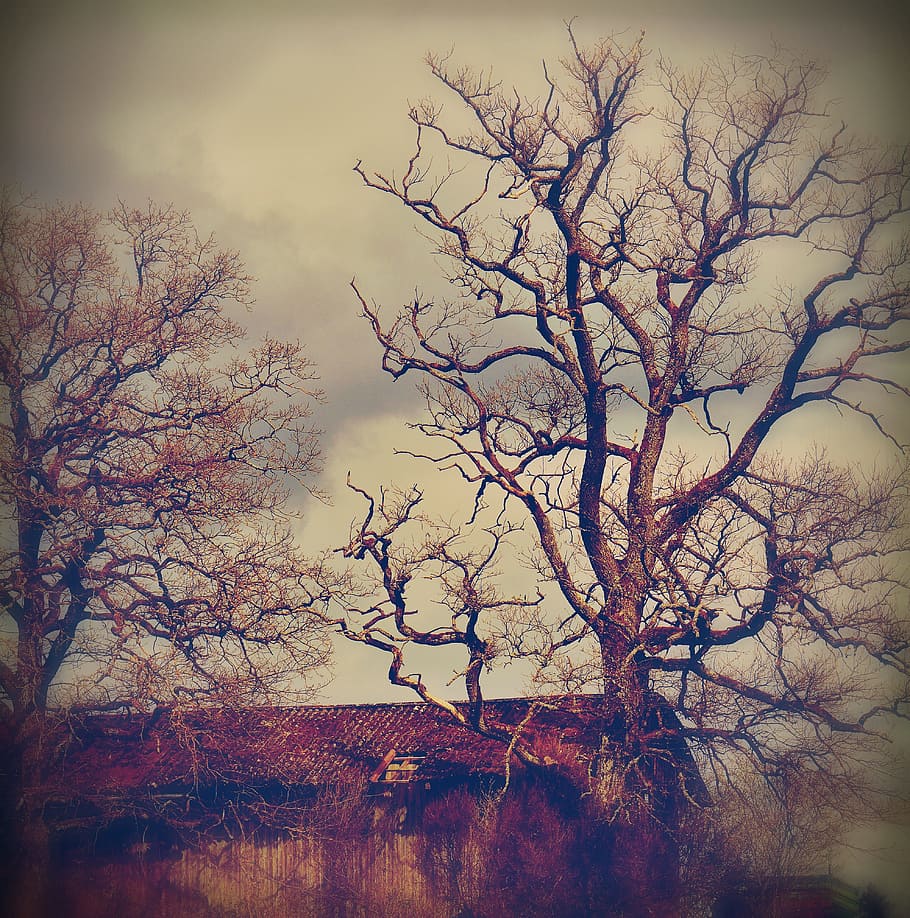 Trees, Aesthetic, Scale, Hut, Weird, gloomy, bare tree, autumn HD wallpaper