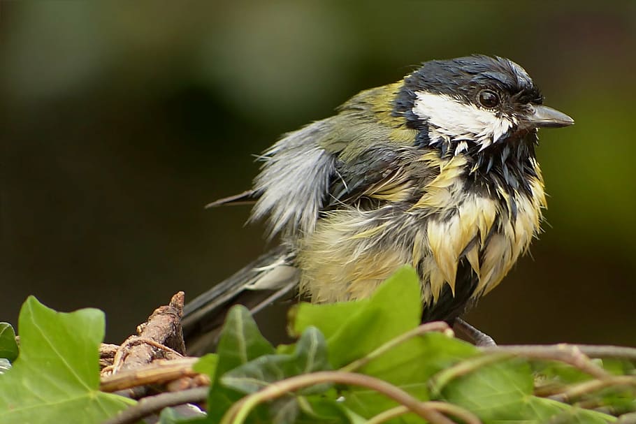 tit, bird, small, young, foraging, garden, nature, animal, wildlife HD wallpaper