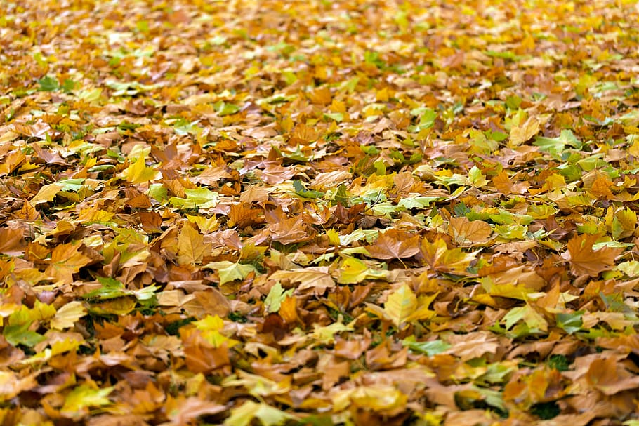 dried leaves on ground, autumn, fall, background, fall leaves HD wallpaper