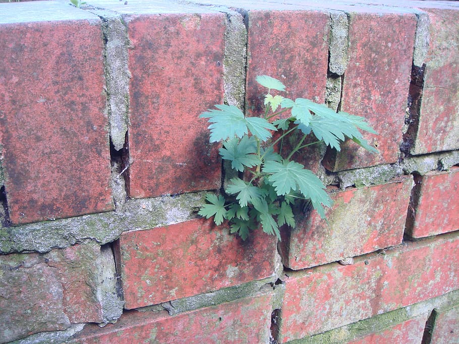force, nature, growth, wall, flora, brick, leaf, plant part HD wallpaper