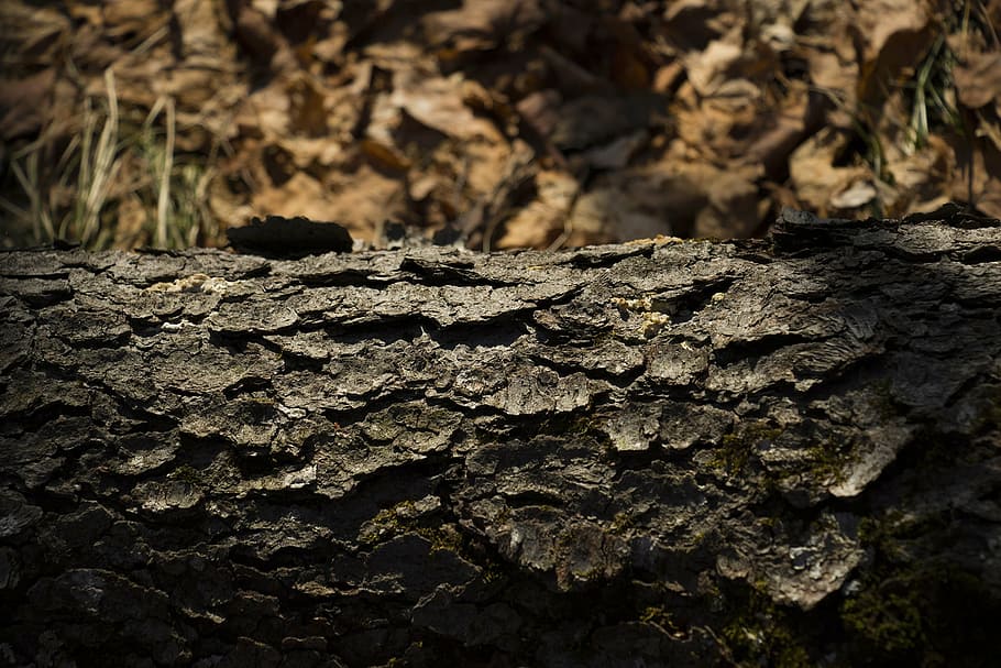 tree, texture, winter, woods, nature, old, pattern, log, trunk HD wallpaper