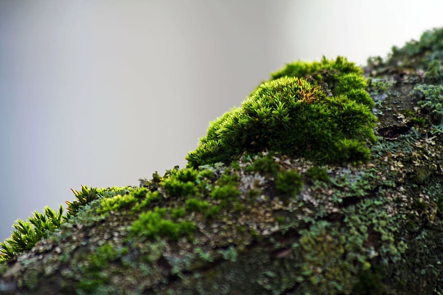 moss, branch, green, bark, autumn, plant, tree, green color HD wallpaper