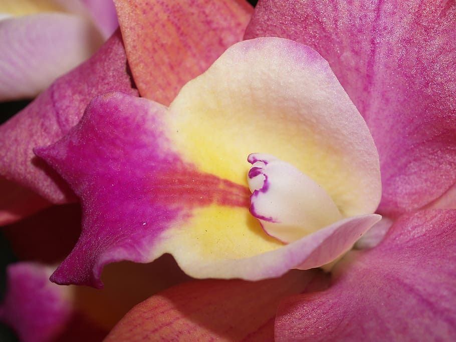 orchid, flower, bright, violet, flora, growth, decoration, bud, HD wallpaper