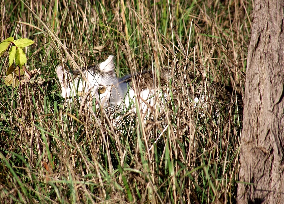 cat, hidden, meadow, green, summer, autumn, grass, nature, polyana HD wallpaper