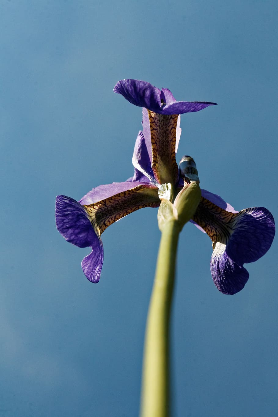 Iris, Flower, Blossom, Bloom, Close, plant, lily, blue, violet HD wallpaper