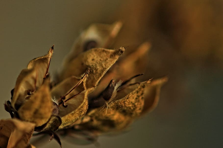 flowers, seeds, fall, macro, nature, close-up, plant, animal wildlife HD wallpaper