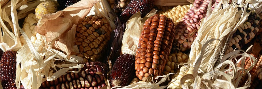 assorted corn, ornamental corn, corn on the cob, cereals, wine red, HD wallpaper