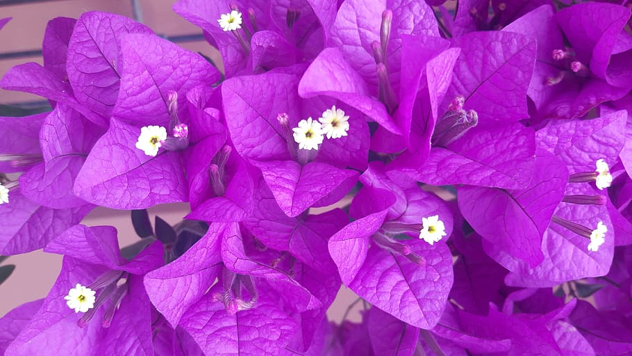 flower, nature, plants, flowering plant, beauty in nature, petal HD wallpaper