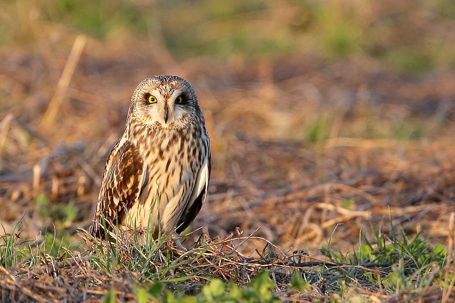 Short eared owl, brown and white barn owl on ground during daytime HD wallpaper