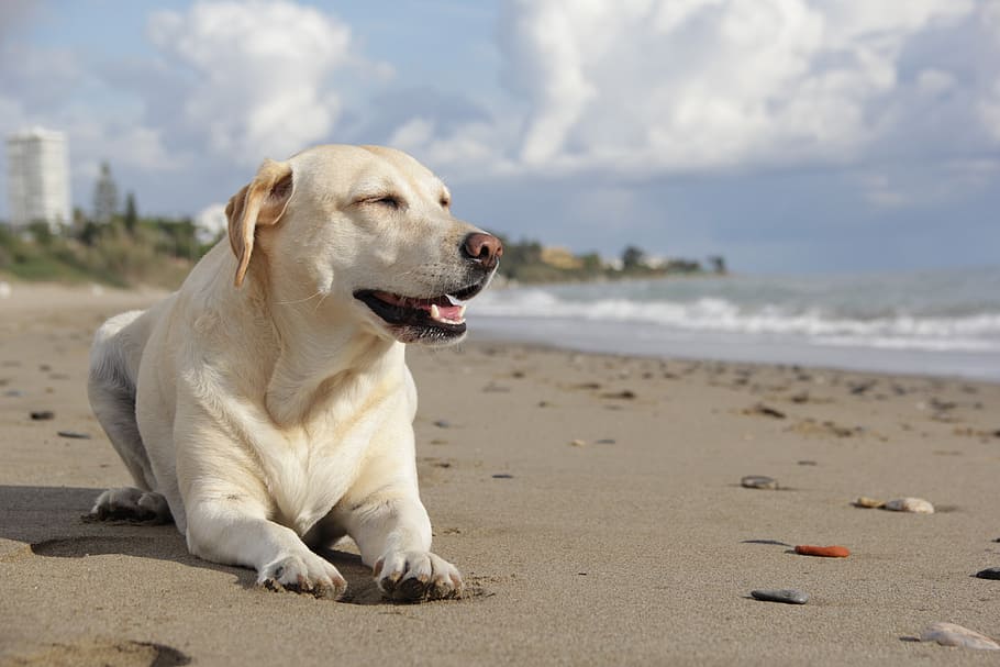 adult yellow Labrador retriever prone lying on seashore at daytime, HD wallpaper